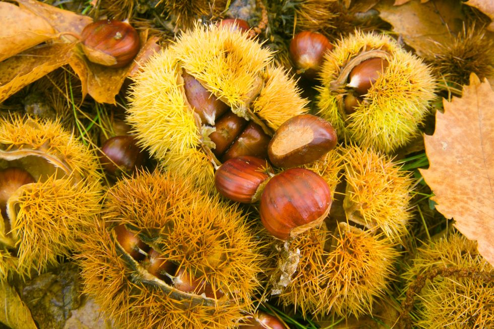 Chestnuts: 5 good reasons to eat them
