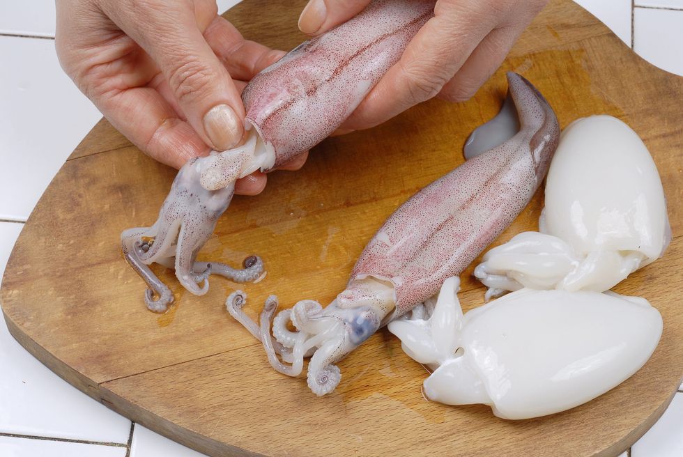 Squid