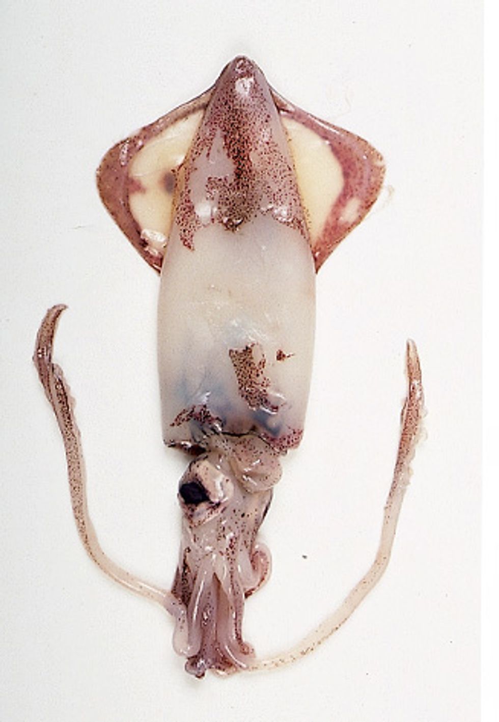 Flying squid