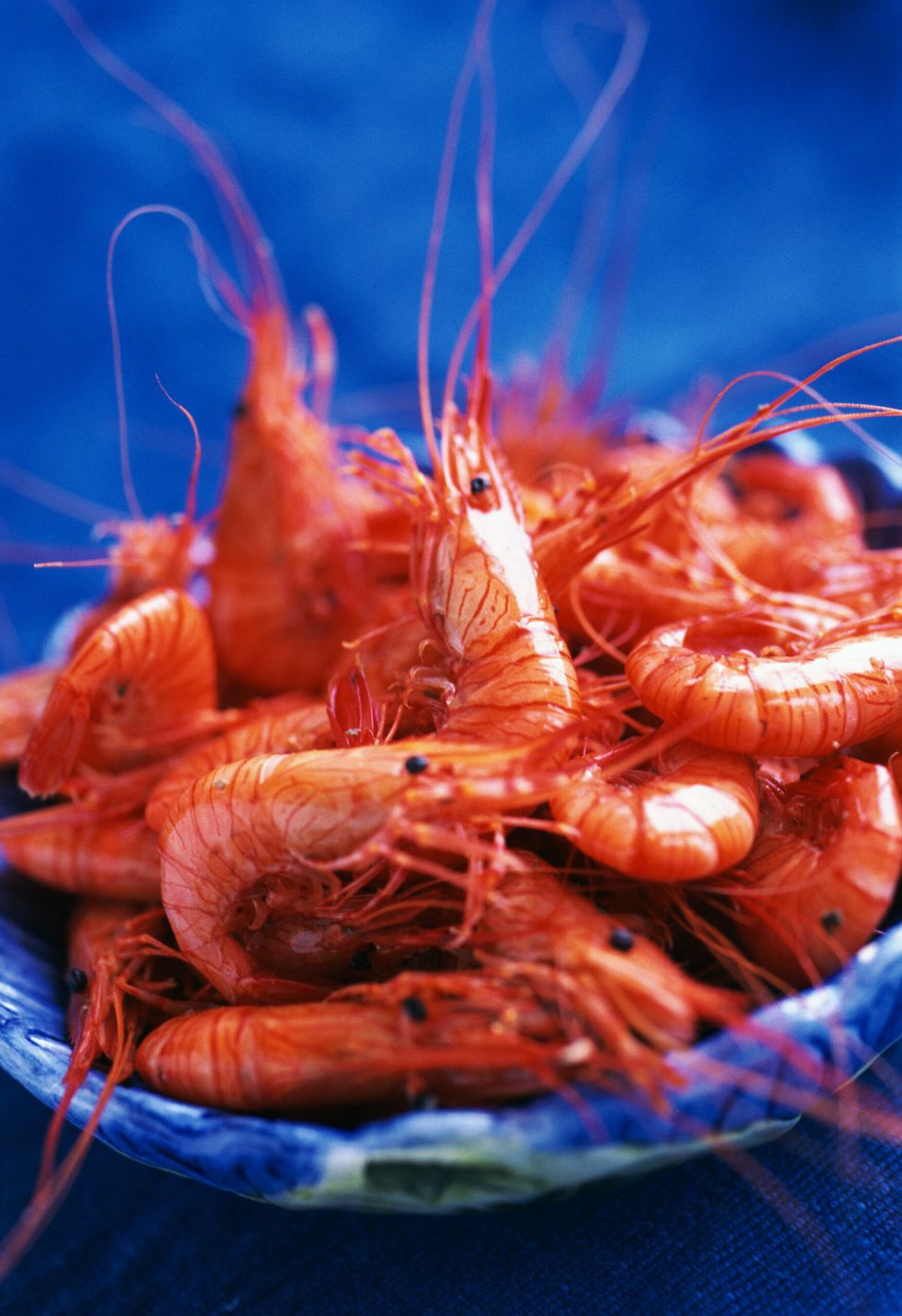 Little shrimp