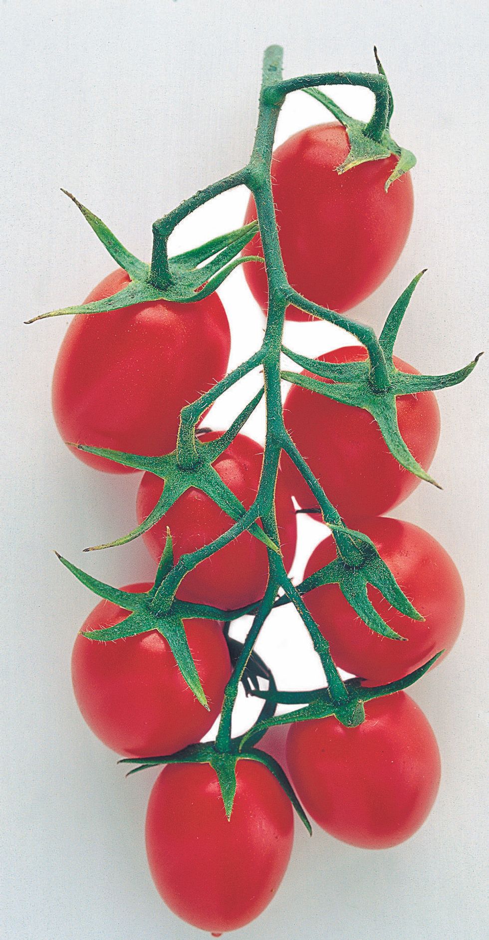 Pizzutello tomato