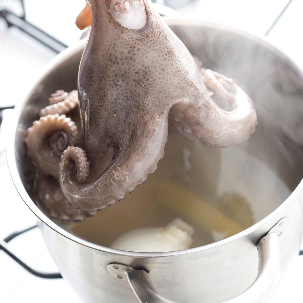 Octopus