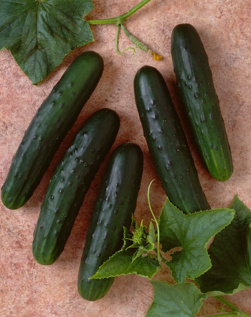 Cucumber