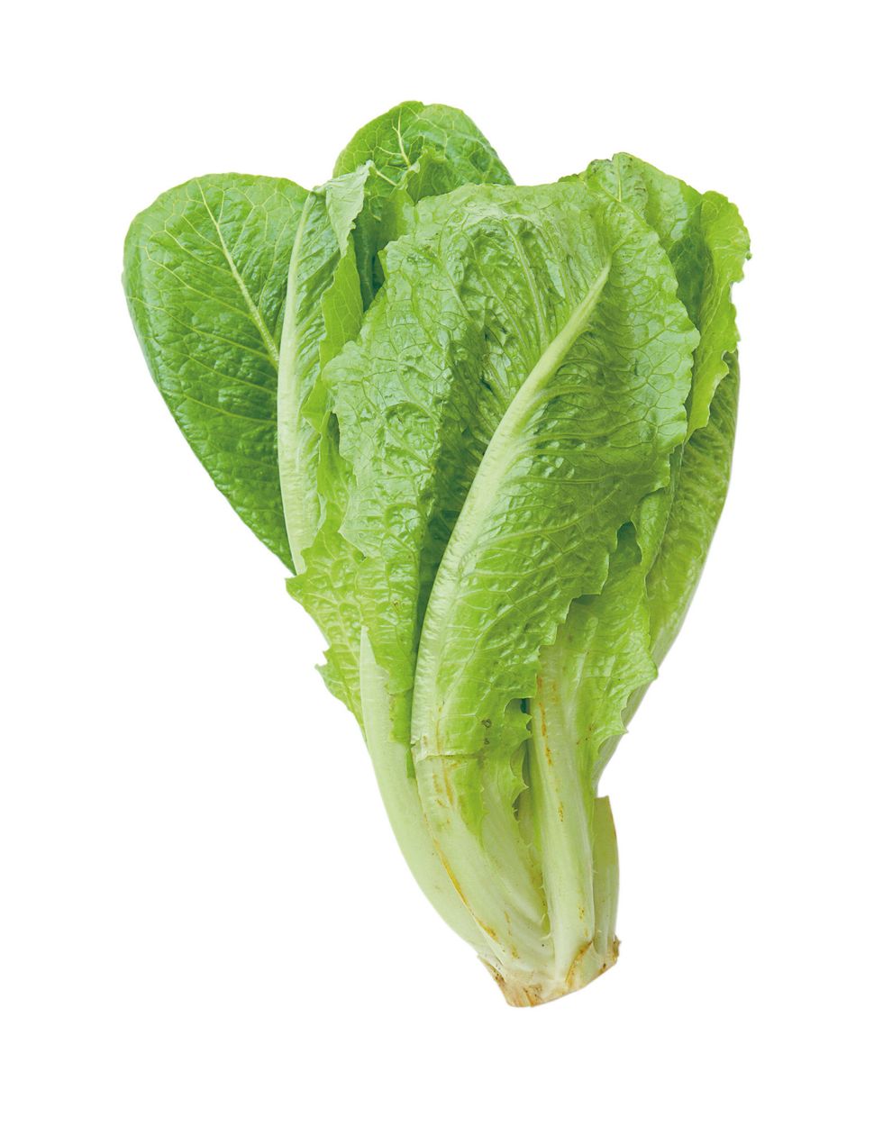 Romaine lettuce