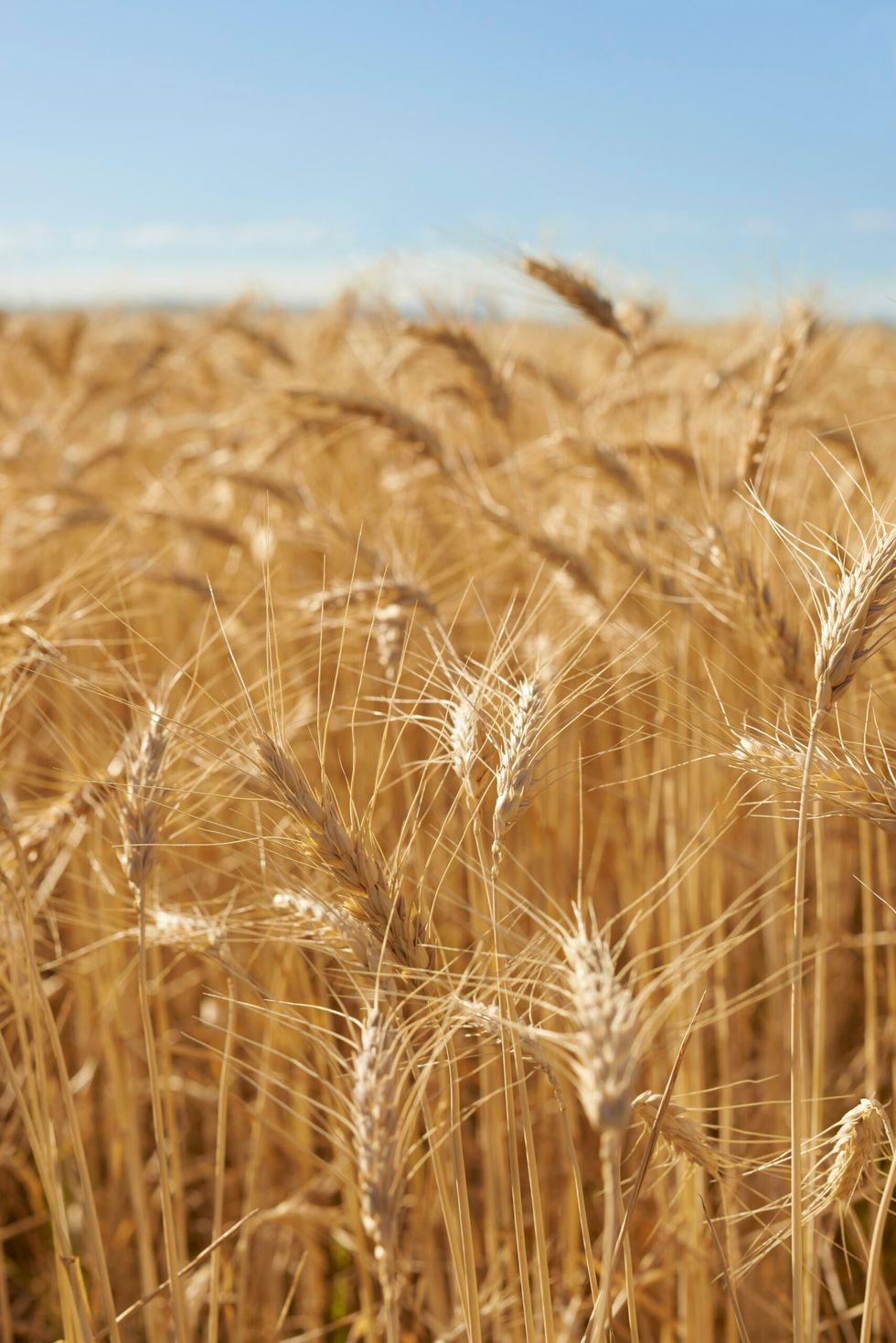 Barley