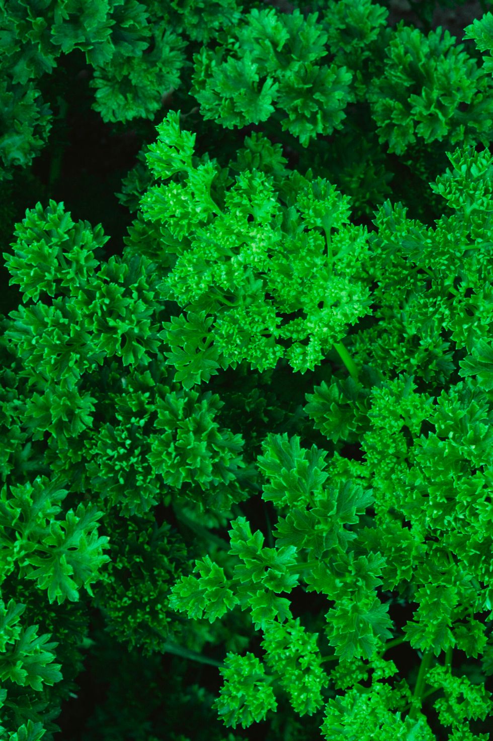 Parsley