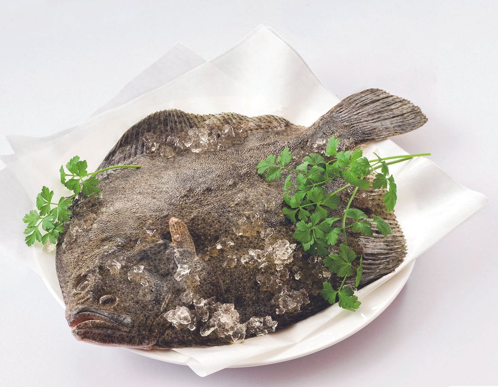 Turbot