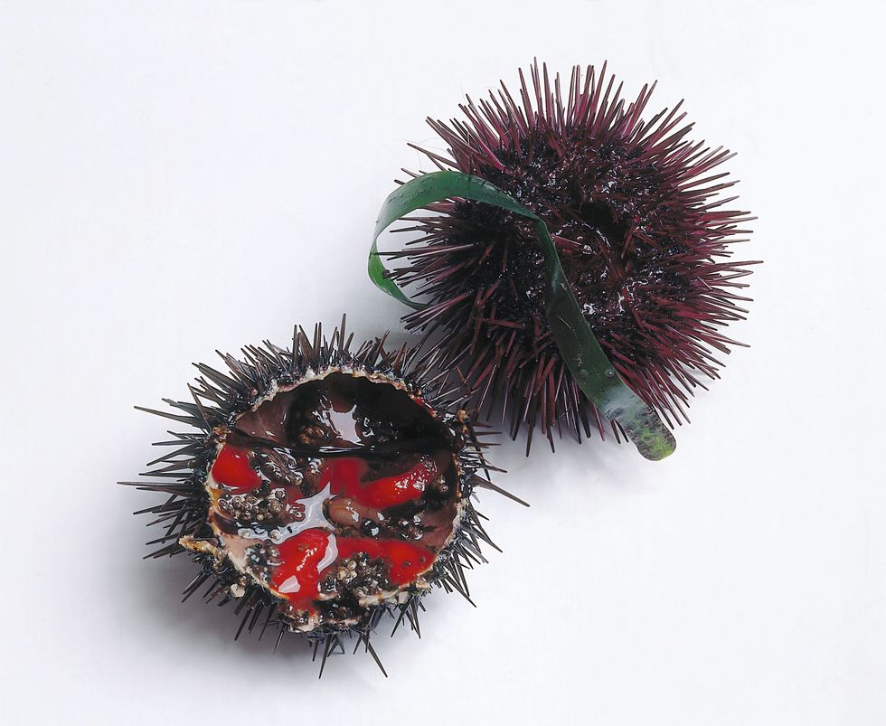 Sea urchin