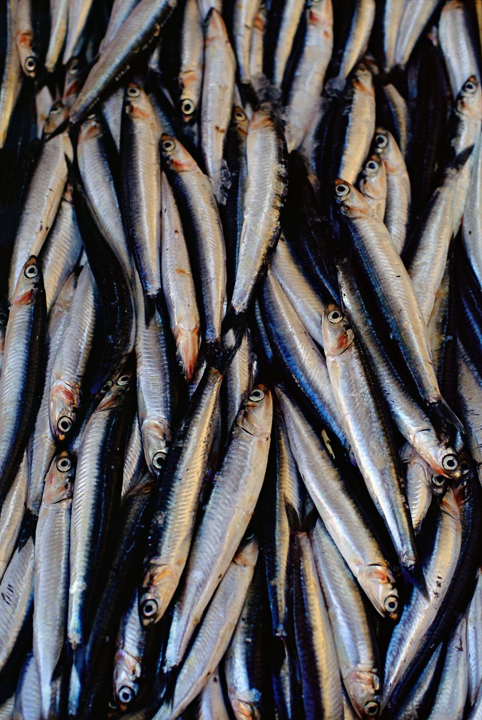 Anchovy