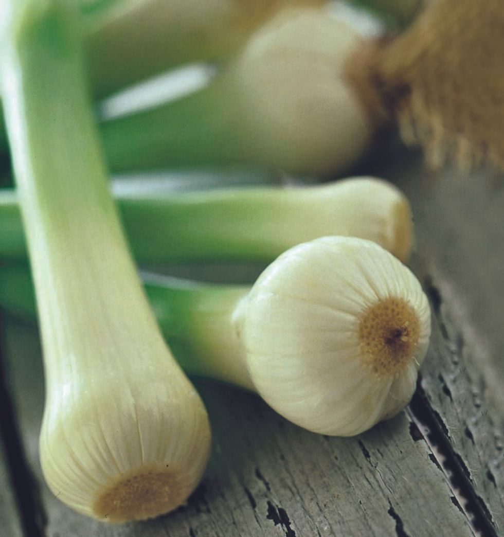 Spring onion