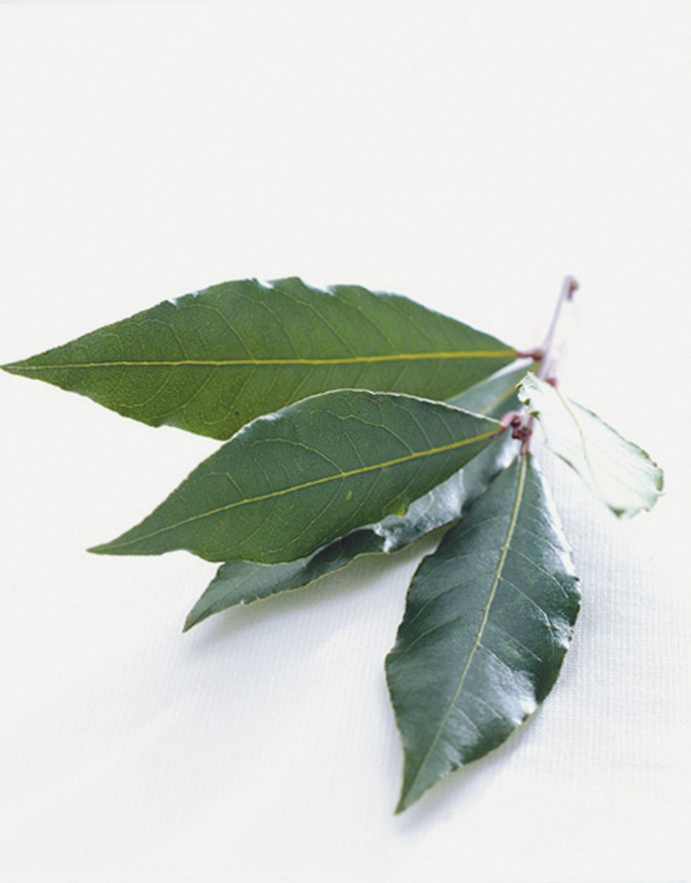 Laurel