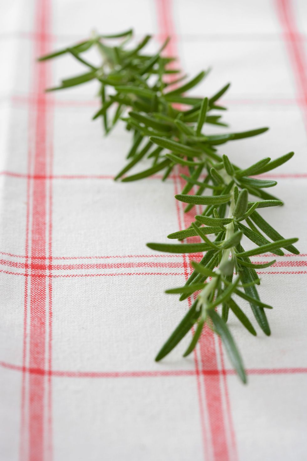 Rosemary