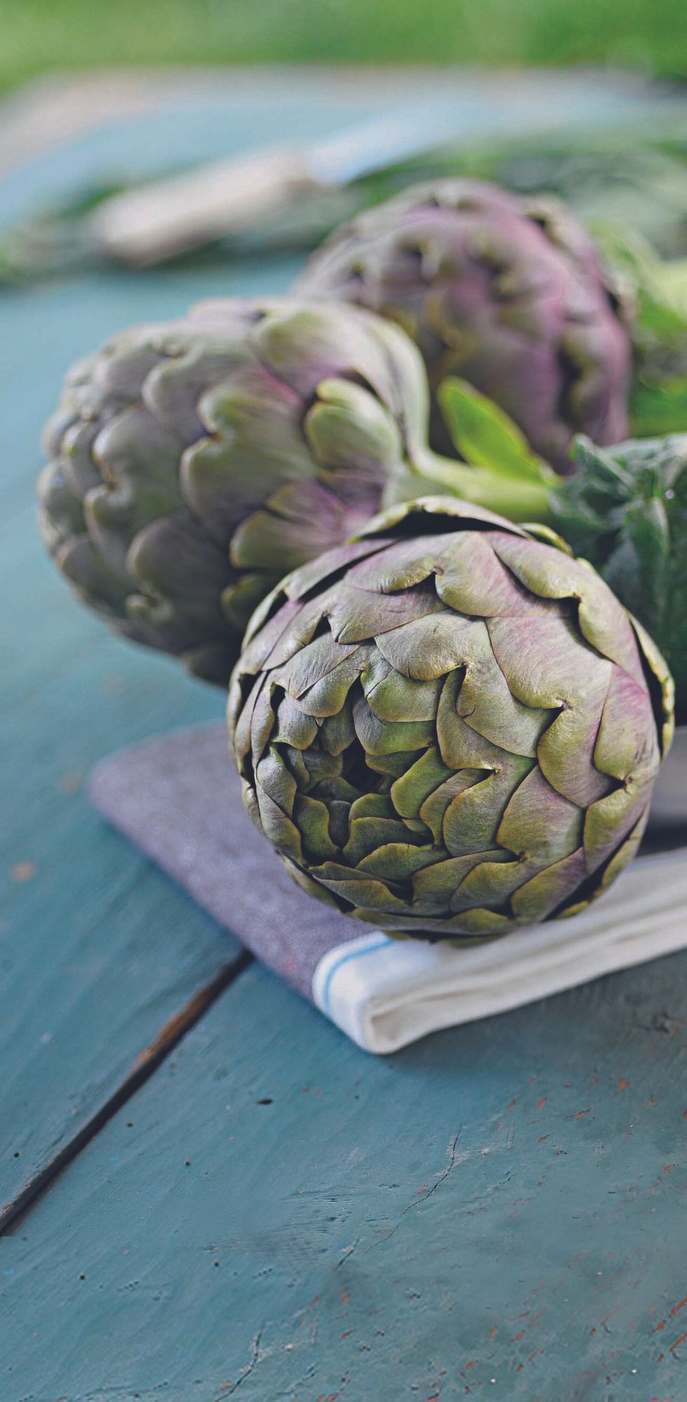 Roman artichoke