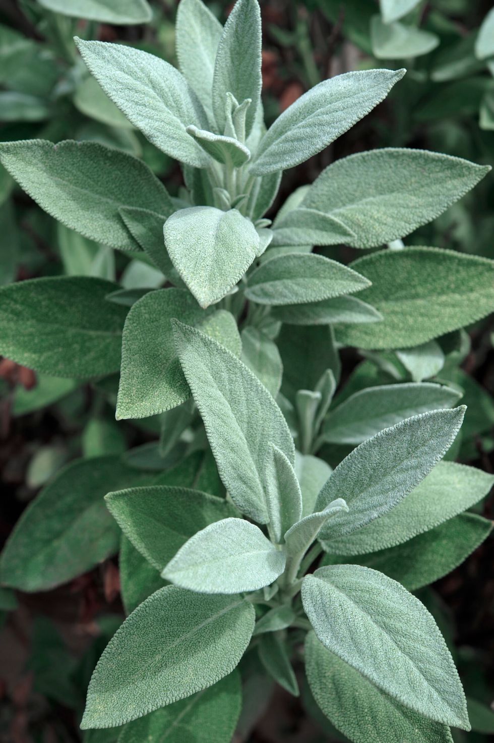 Sage
