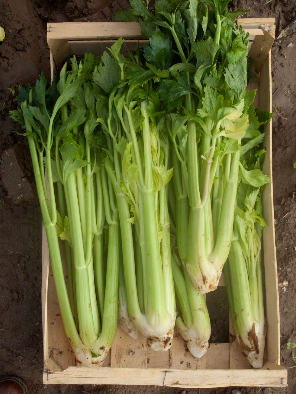 Celery