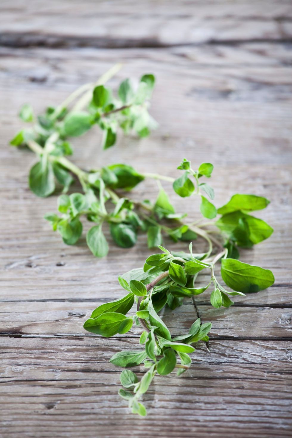 Marjoram