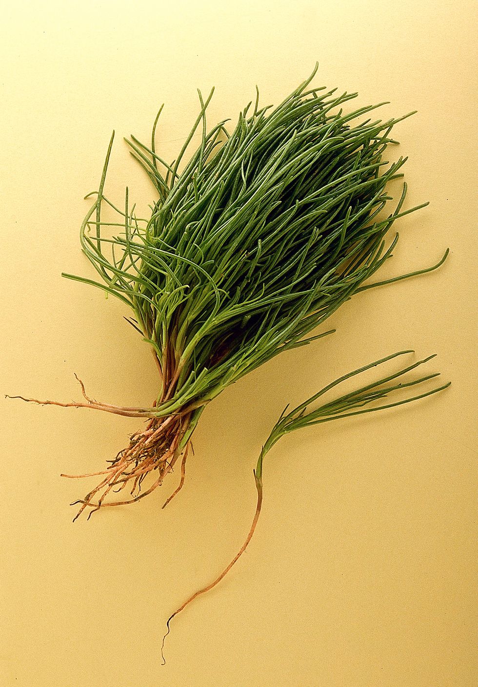 Salsola soda