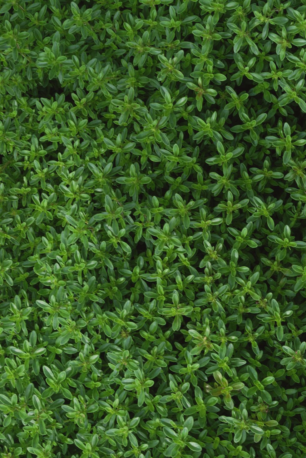 Thyme
