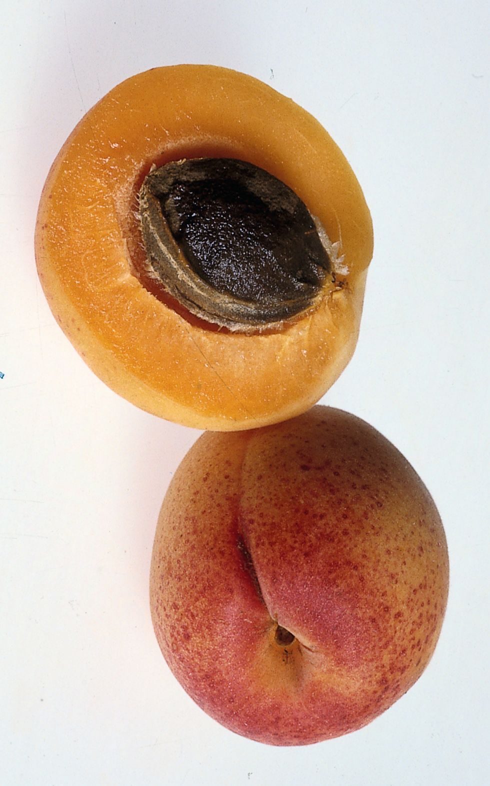 Apricot