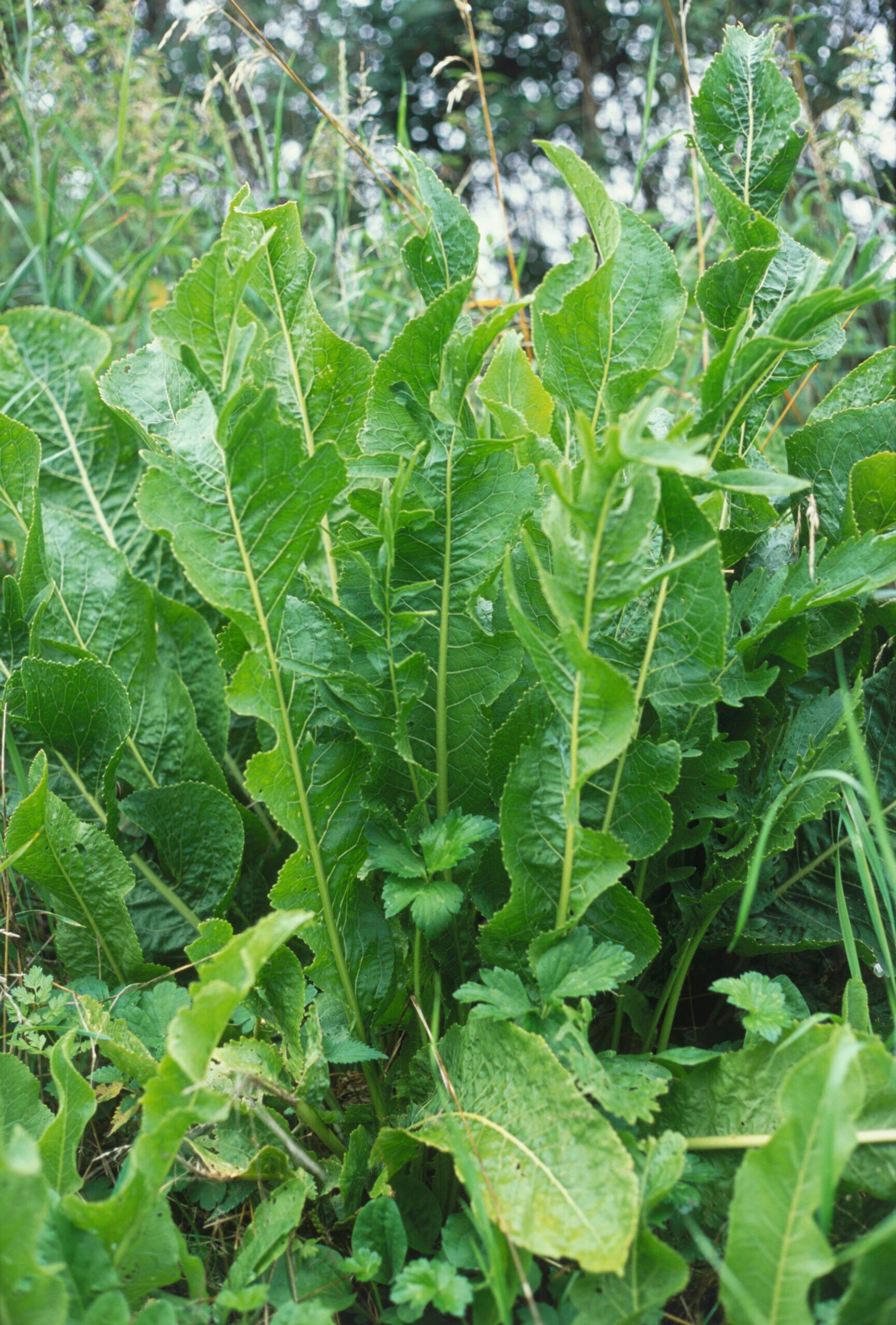 Horseradish