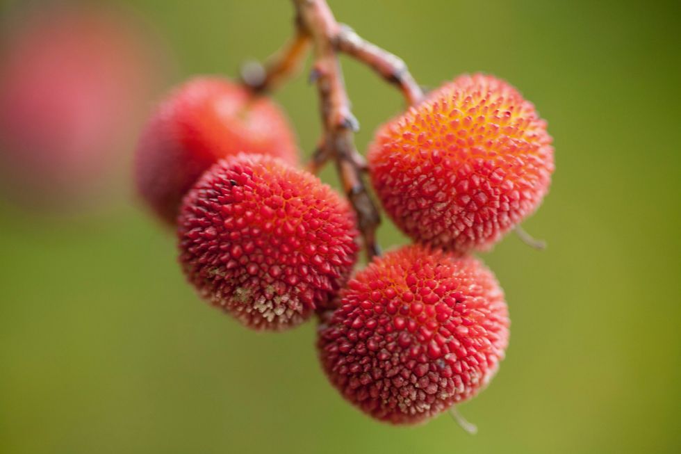 Arbutus