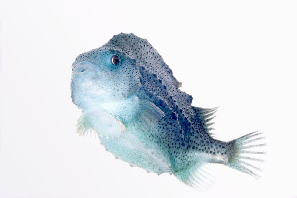 Lumpfish