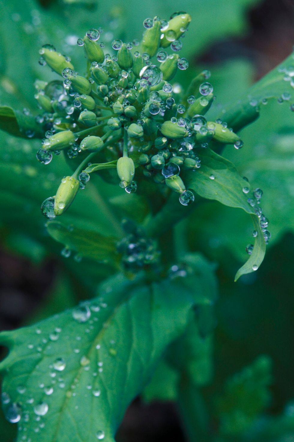 Broccolini