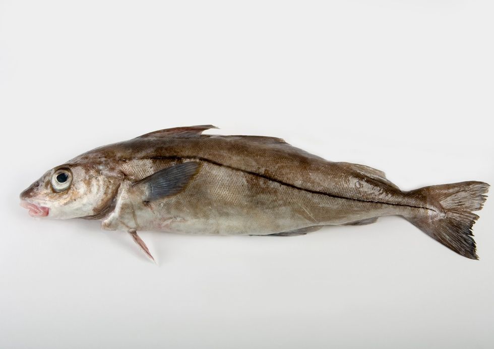 Haddock