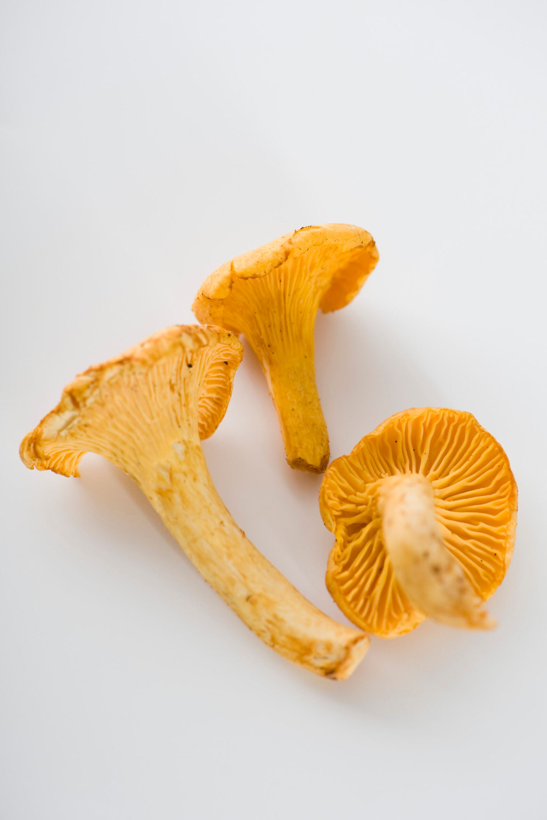 Chanterelle