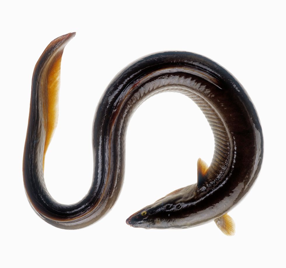 Conger