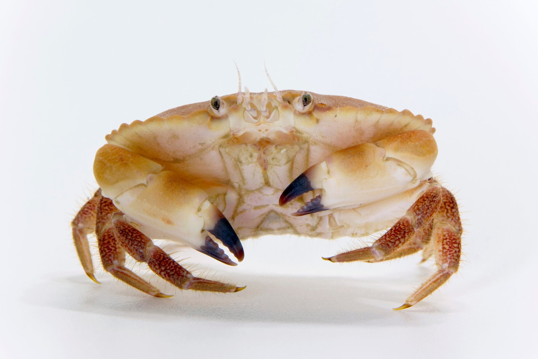 Crab