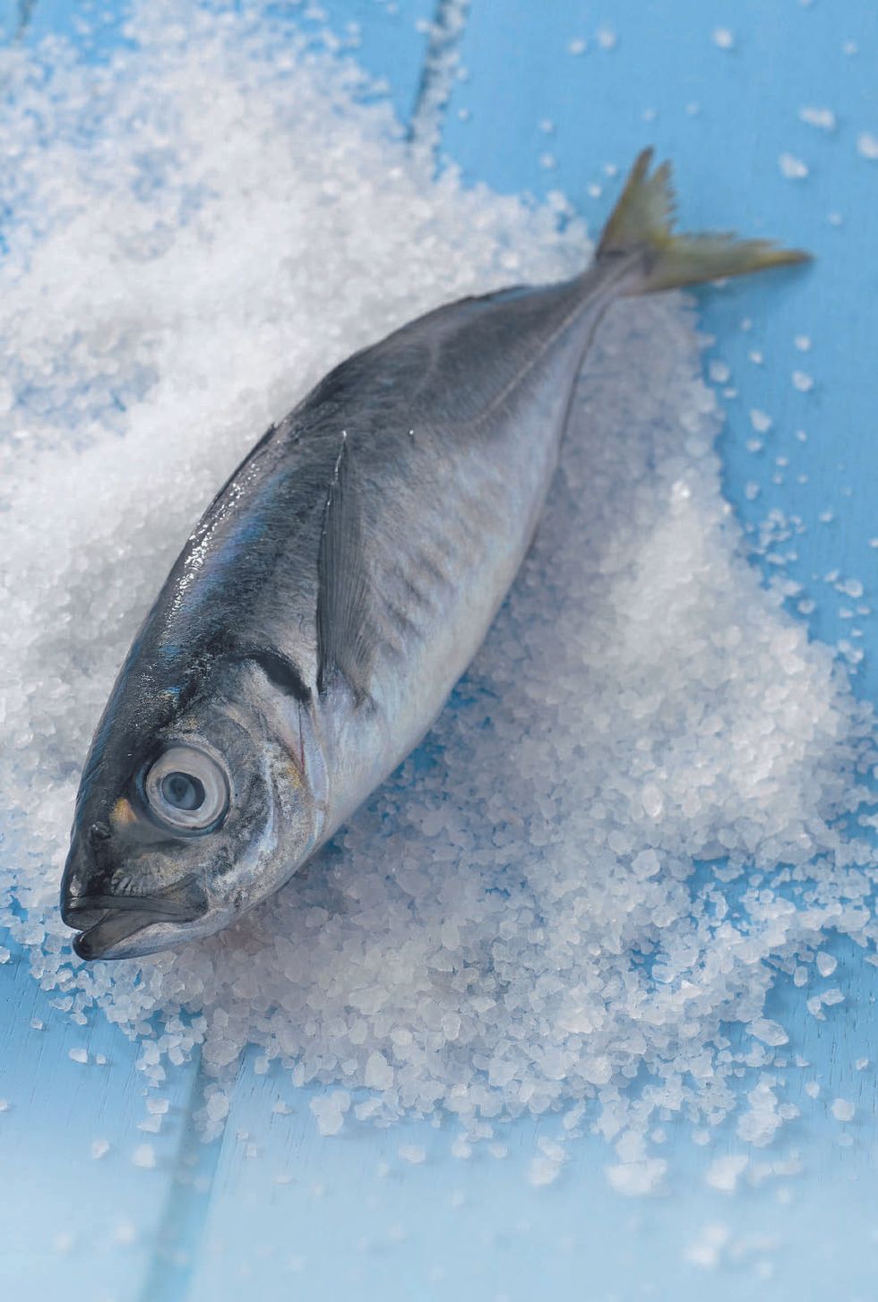 Horse mackerel