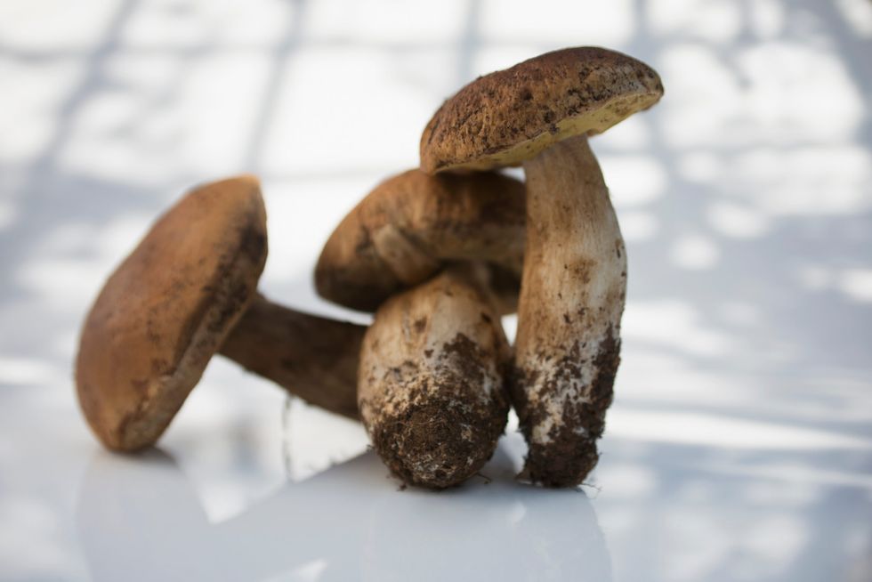 Boletus