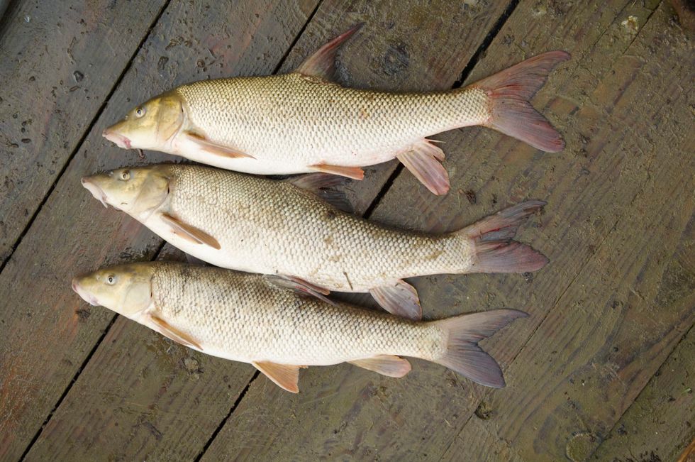Barbel