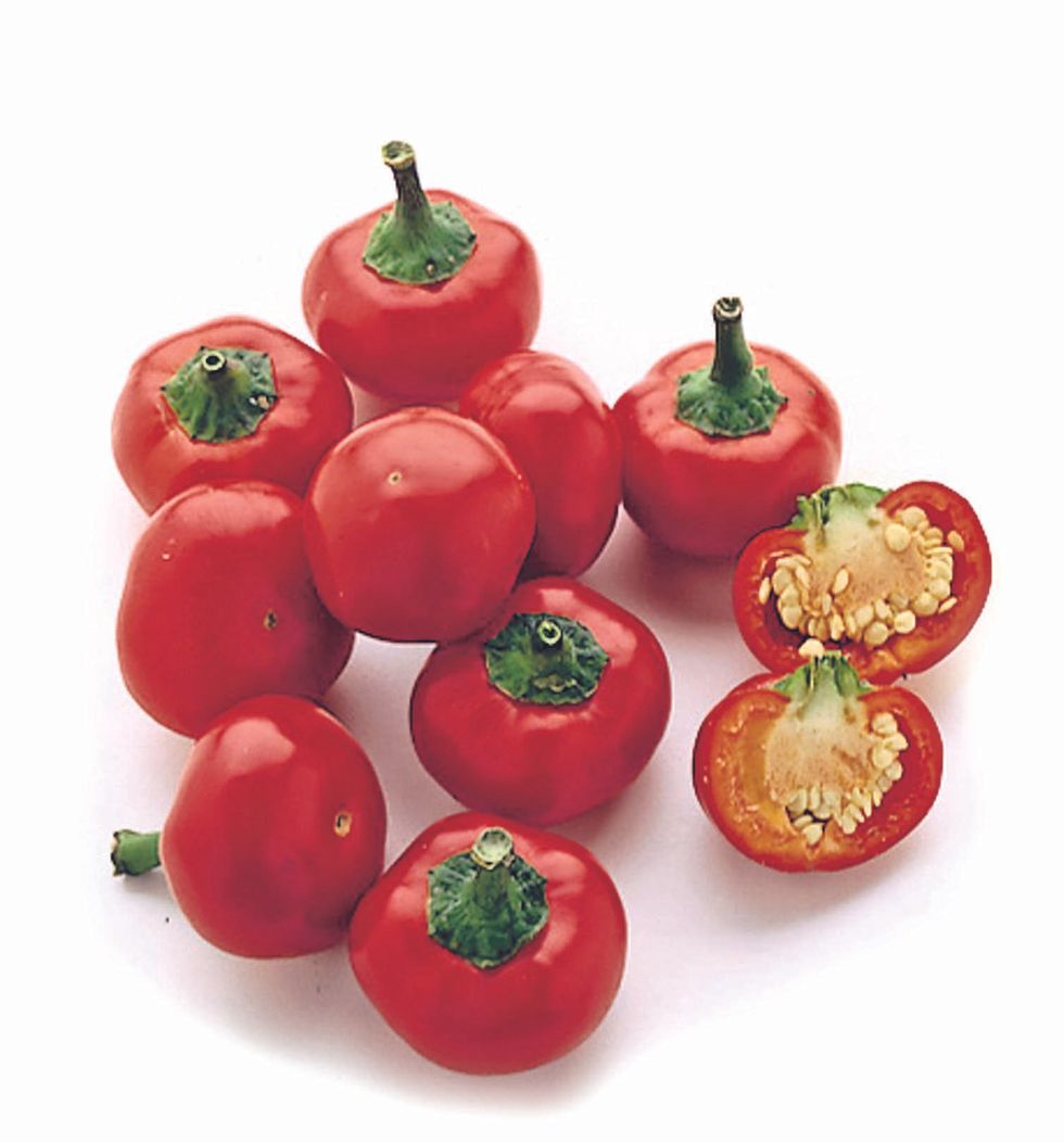 Round chilli pepper