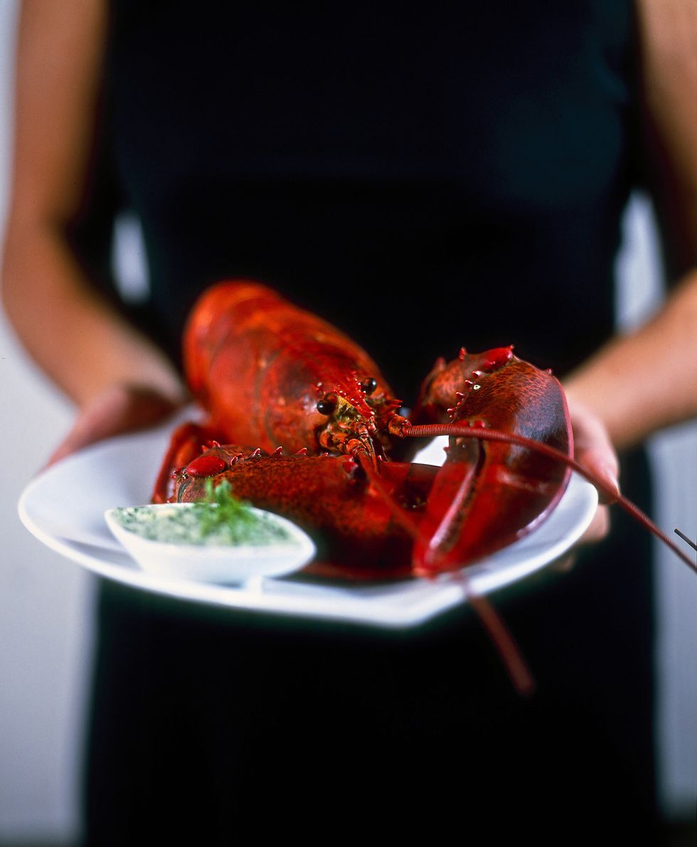 American lobster