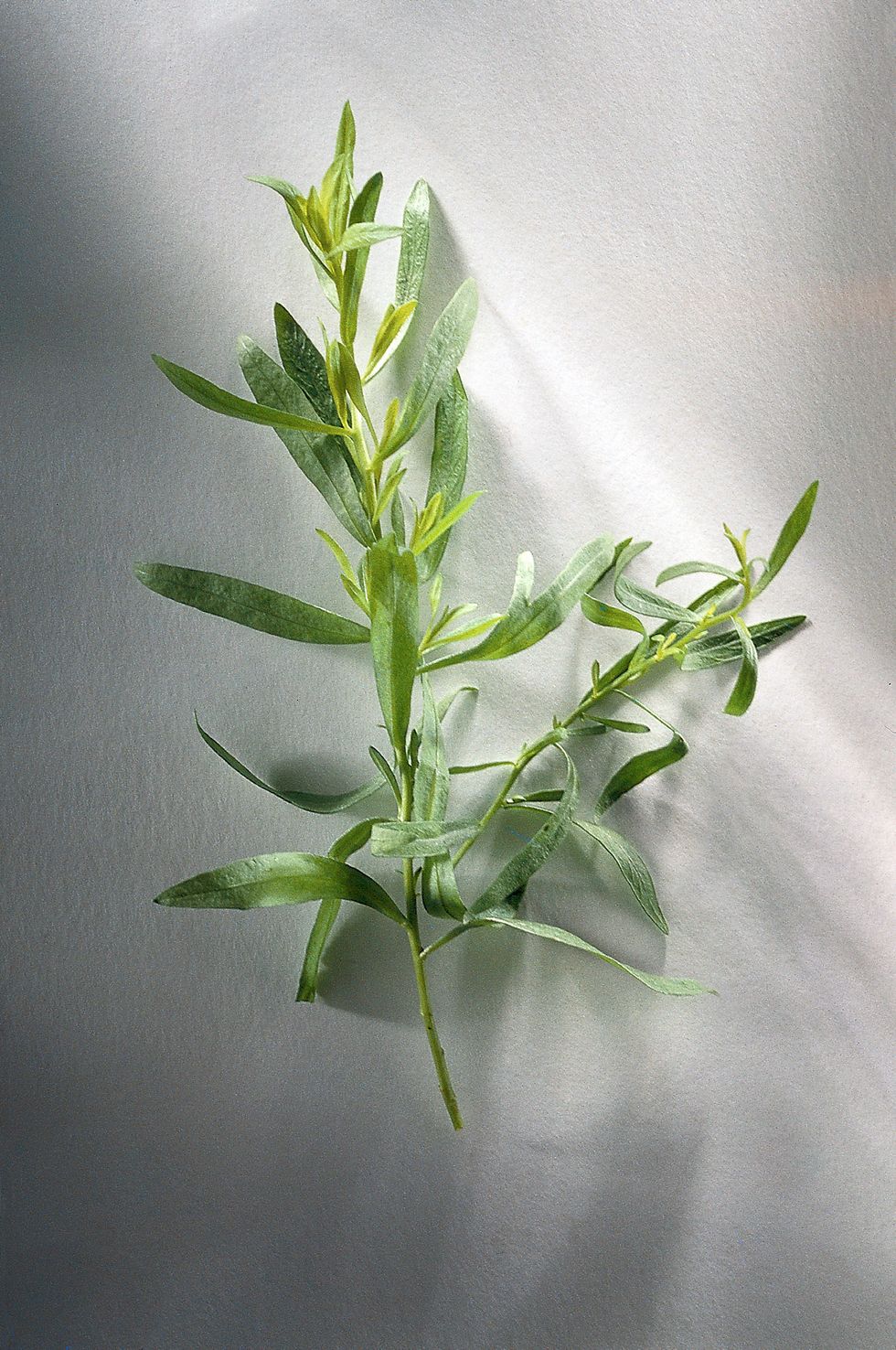 Tarragon