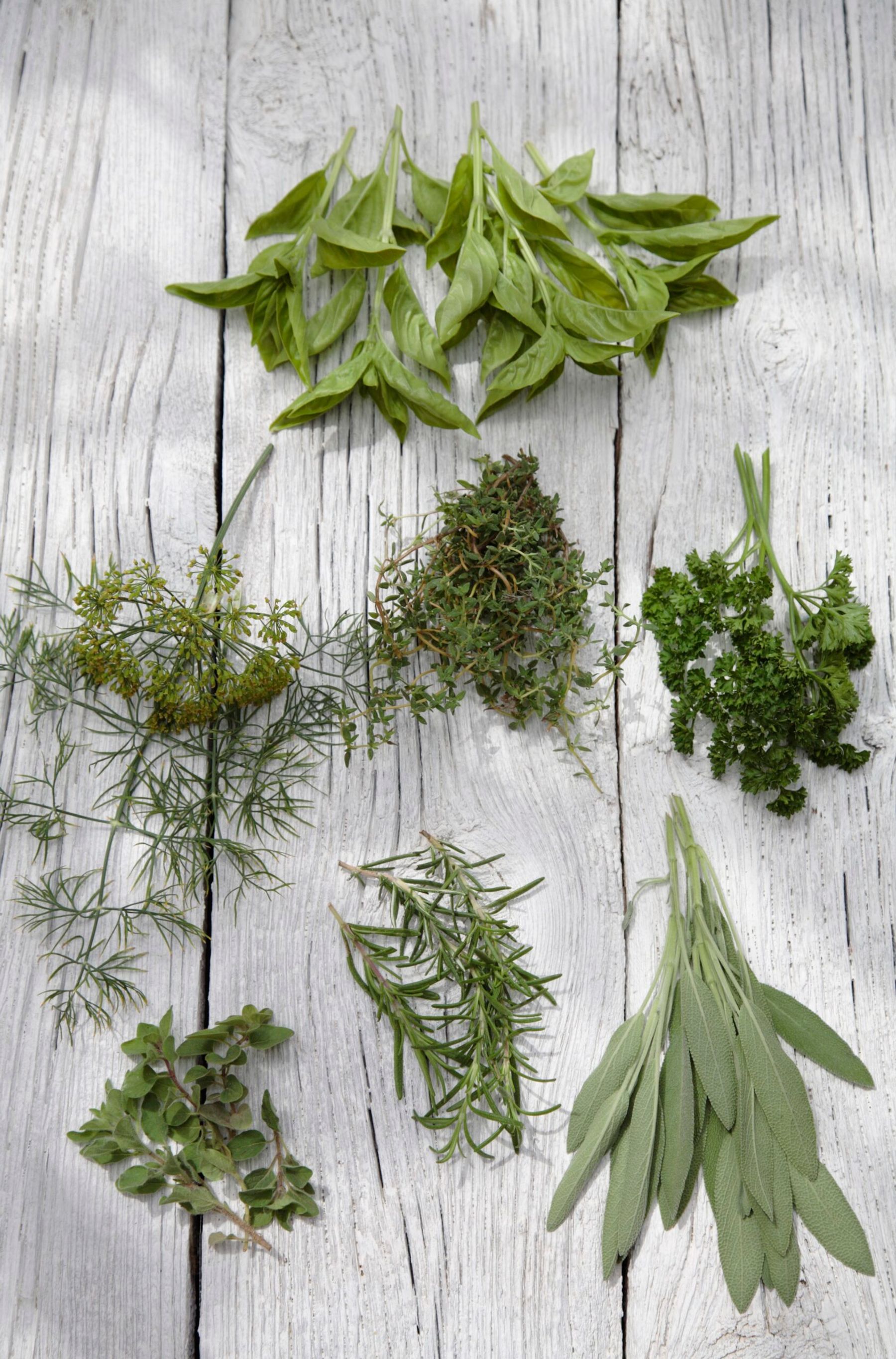 Aromatic herbs