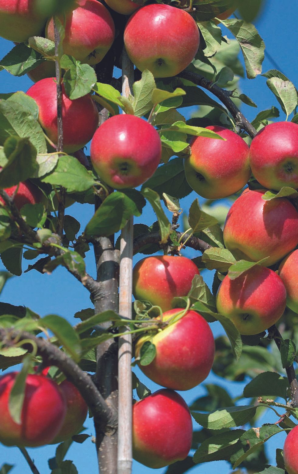 Kanzi apple