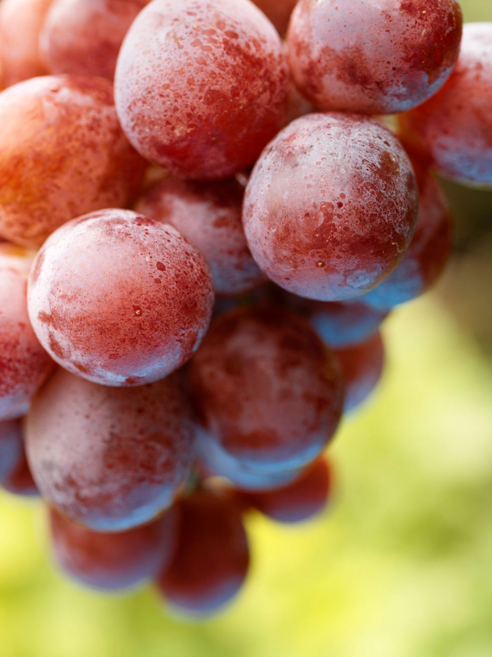 Red Globe Grapes