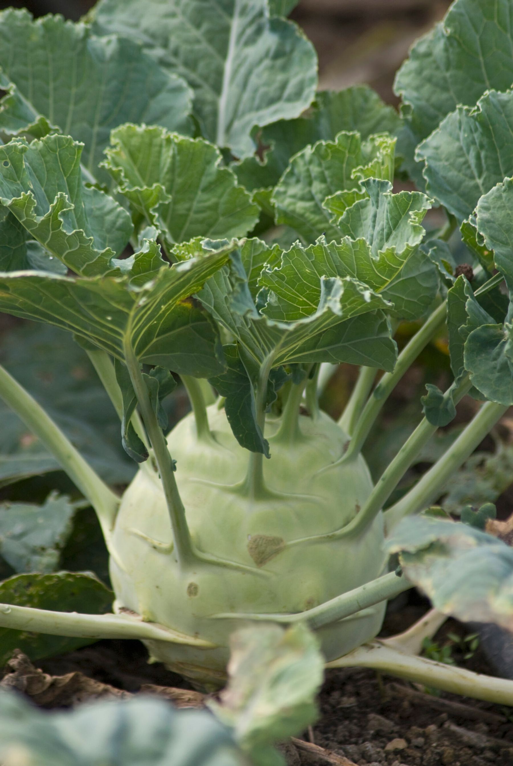 Kohlrabi