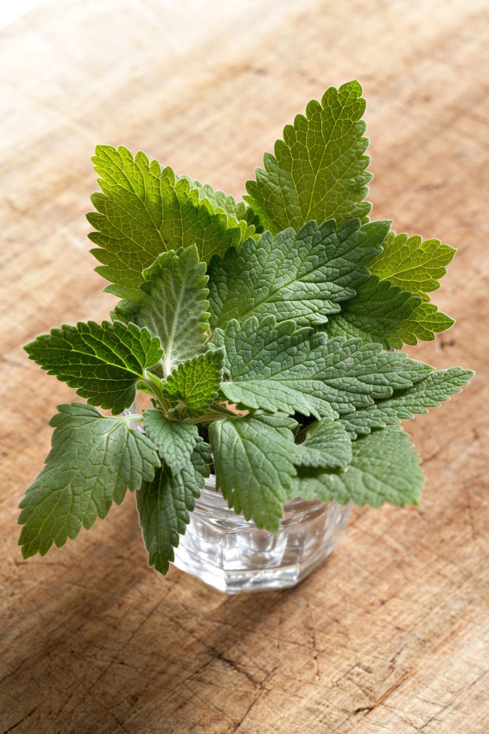 Catmint