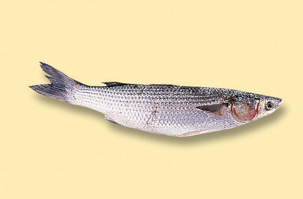 Mullet