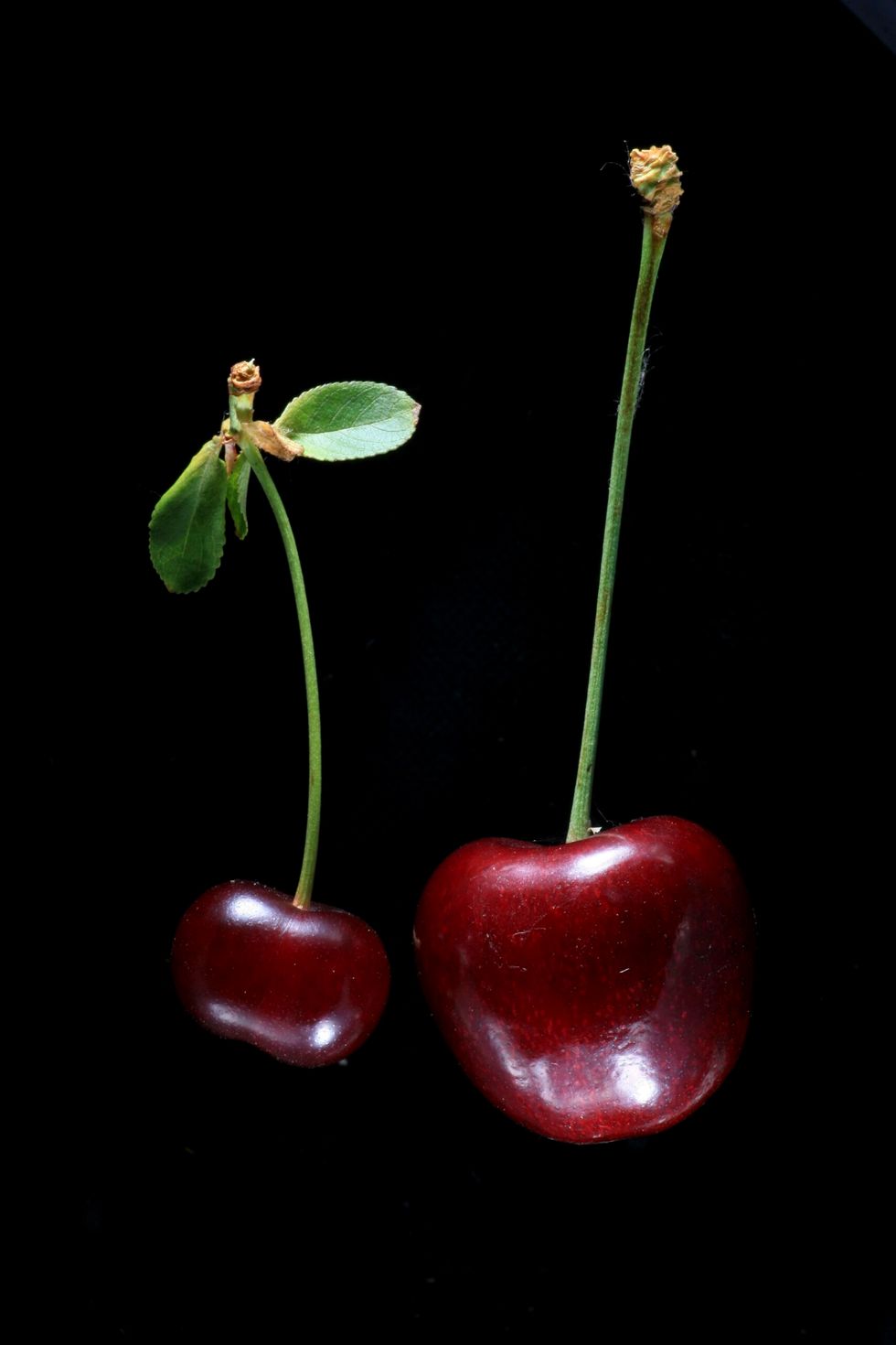 Marasca cherry