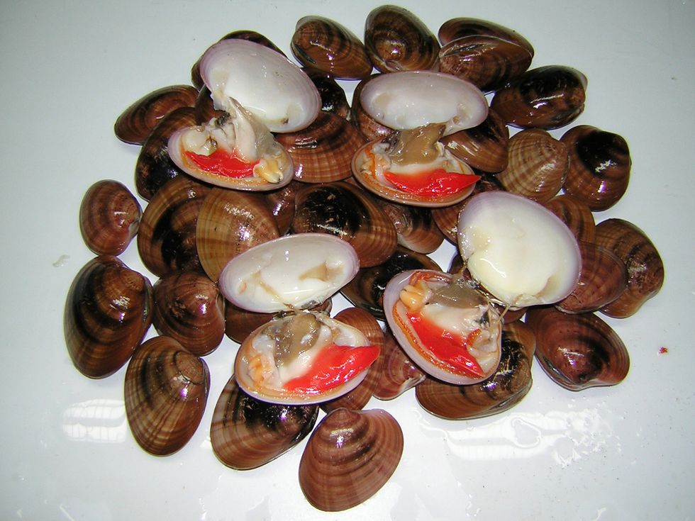 Smooth clam