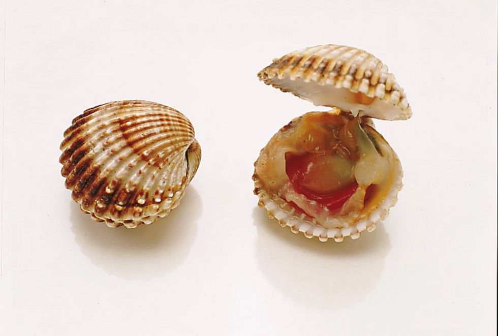 Lagoon cockle