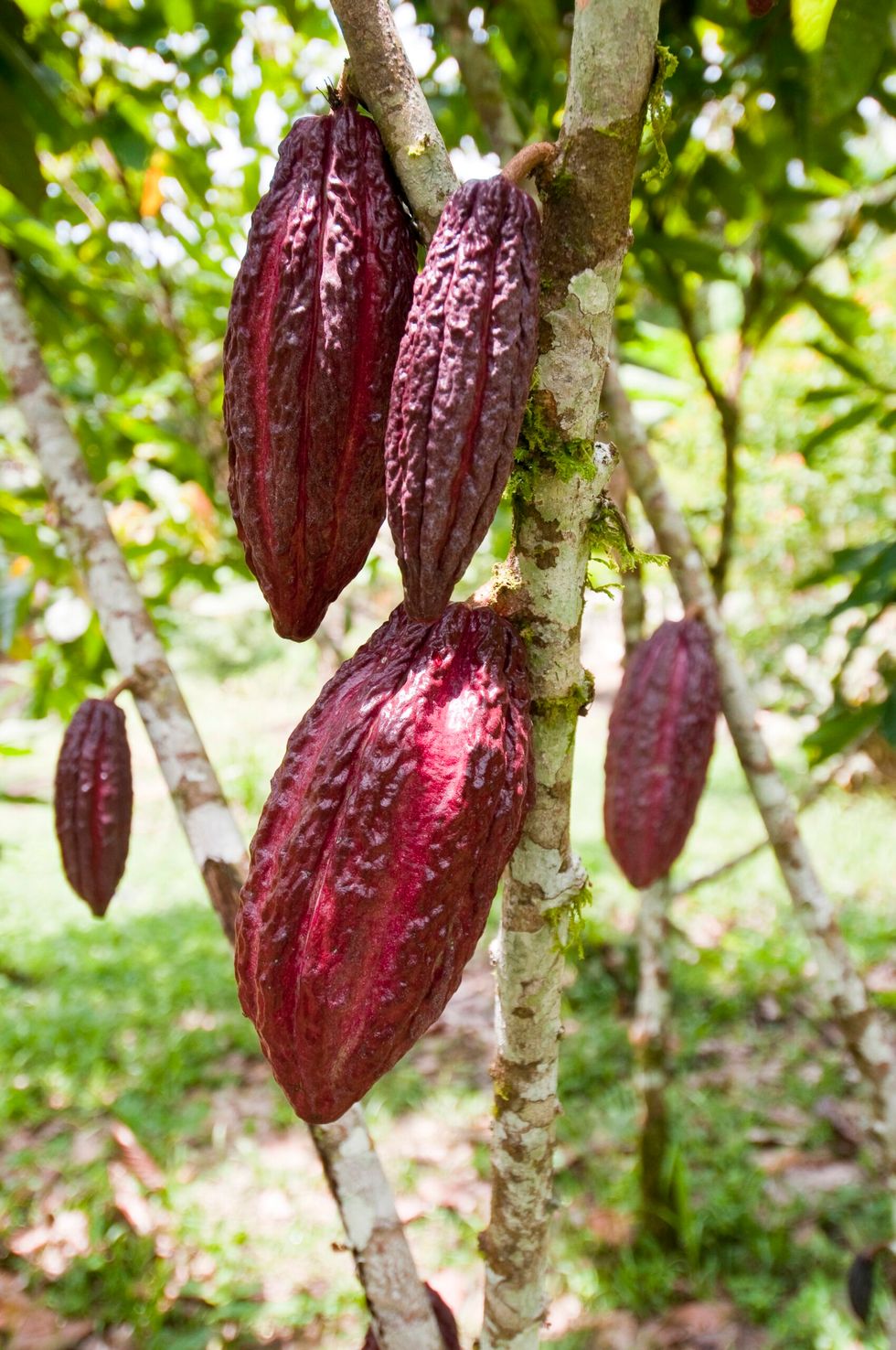 Cocoa