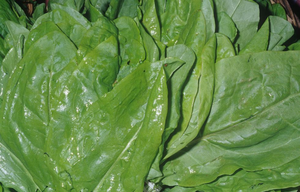 Sorrel