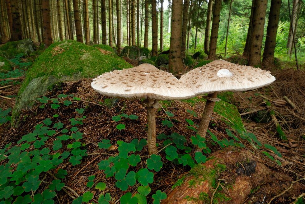 Macrolepiota excoriata