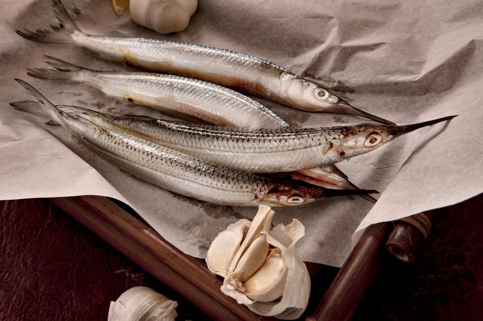 Garfish